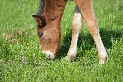 Foal Grazing 